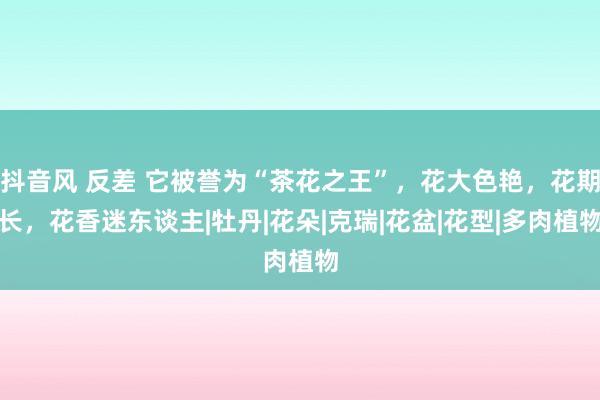 抖音风 反差 它被誉为“茶花之王”，花大色艳，花期长，花香迷东谈主|牡丹|花朵|克瑞|花盆|花型|多肉植物
