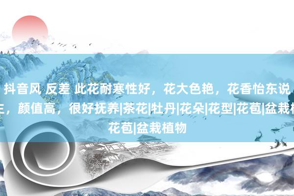 抖音风 反差 此花耐寒性好，花大色艳，花香怡东说念主，颜值高，很好抚养|茶花|牡丹|花朵|花型|花苞|盆栽植物